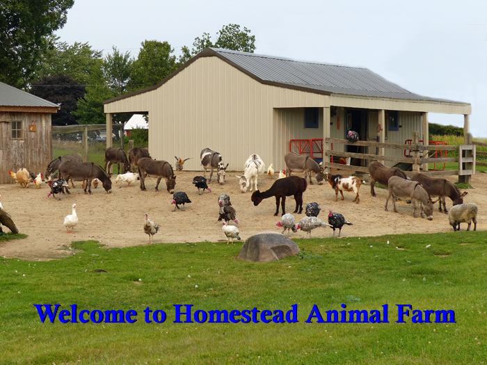 Homestead Animal Farm - Family Fun, Pumpkins, School & Group Tours,  Miniature (Mini) Animals, Farm Fresh Eggs - Home Page